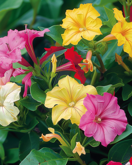 Nachtschone-zaden Mirabilis Jalapa gemengde eenjarige bloemen