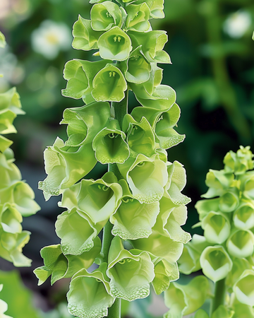Bells Of Ireland snijbloem zaden (Moluccella laevis) – eenjarige bloem