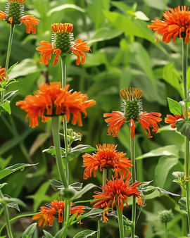 Leeuwenoorzaden Leonotis Nepetifolia eenjarige bloem oranje bloei