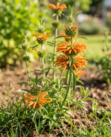 Lion's Ear Orange Blooms (Leonotis nepetifolia) – eenjarige bloemenzaden van SeedsChoice