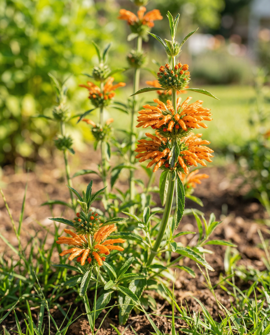 Lion's Ear Orange Blooms (Leonotis nepetifolia) – eenjarige bloemenzaden van SeedsChoice