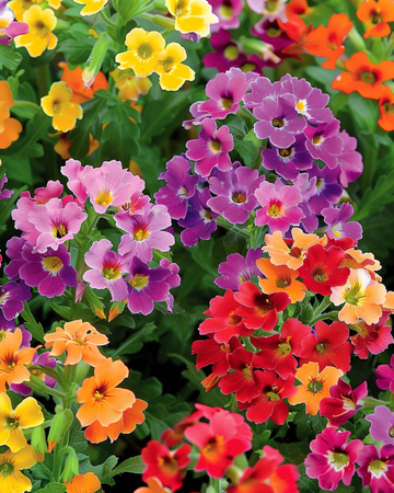 Carnival Mixed zaden (Nemesia strumosa) – eenjarige mix