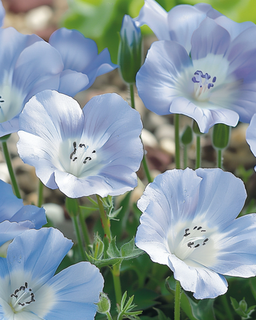 Baby Blue Eyes Sky Ground Cover zaden (Nemophila menziesii) – eenjarig