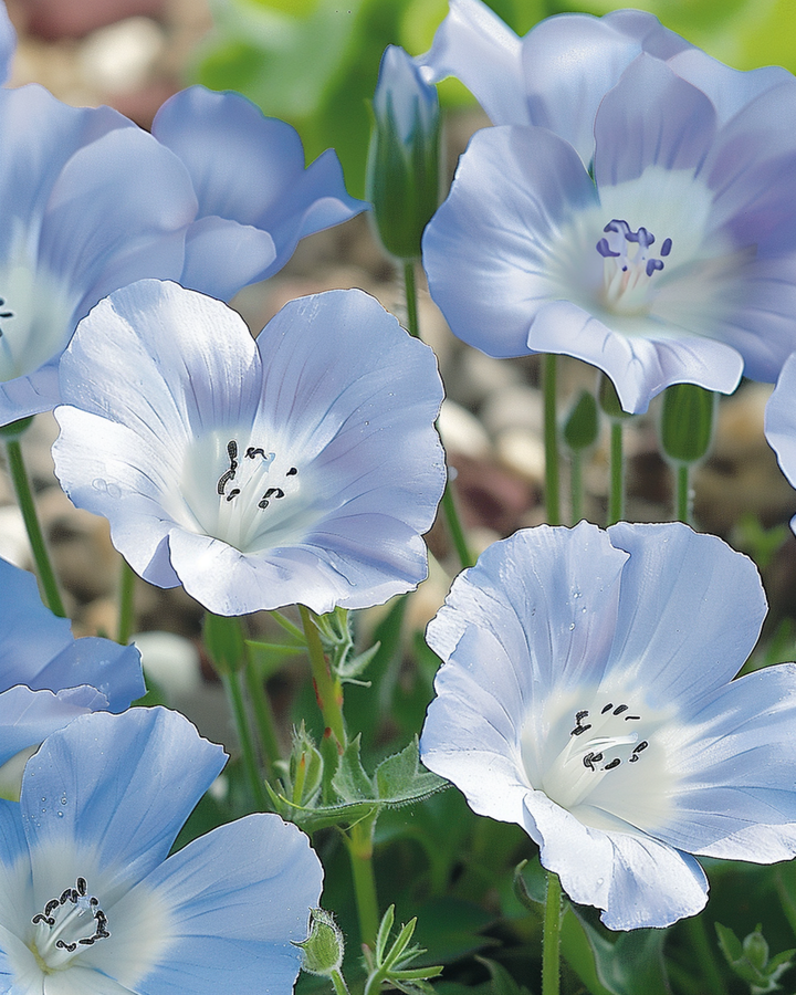 Baby Blue Eyes Sky Ground Cover zaden (Nemophila menziesii) – eenjarig