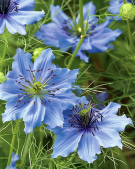 Juffertje-in-het-groen zaden Miss Jekyll Nigella Damascena eenjarig blauw