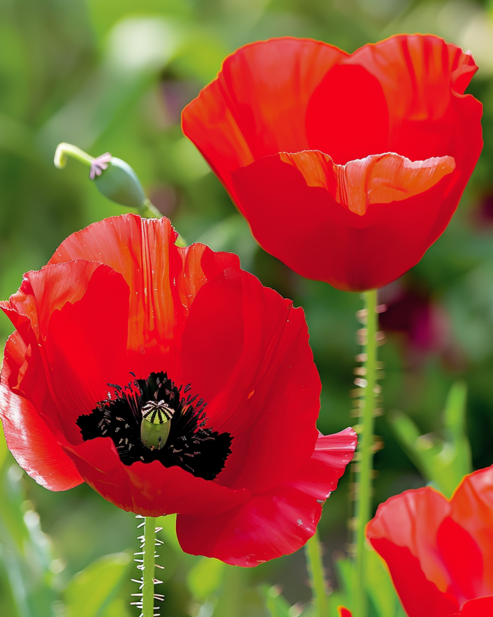 Tulipanpapaver zaden (Papaver glaucum) – eenjarige bloem