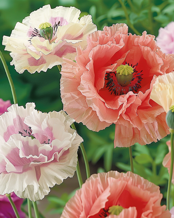 Mixed Colors zaden (Papaver paeoniflorum) – eenjarige mix