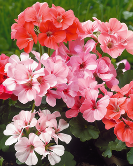 Geraniumzaden Magic Beauty F1 Pelargonium Zonale eenjarige mix