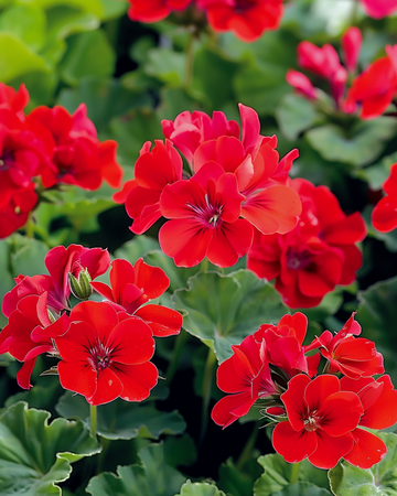 Geranium Mustang F1 zaden (Pelargonium zonale) – eenjarig