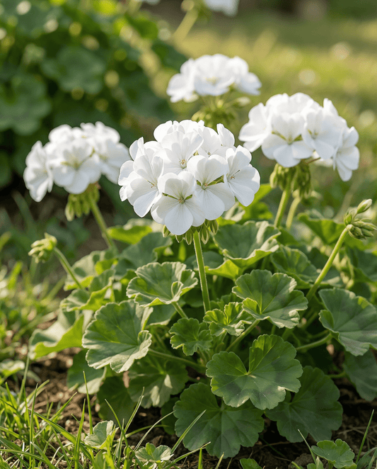 Geranium Apollo F1 White (Pelargonium zonale) – eenjarige zaden van SeedsChoice
