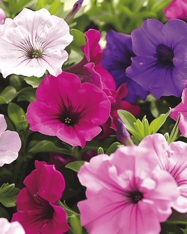 Petuniazaden dwerg gemengd Petunia Hybrida eenjarige compacte bloemen