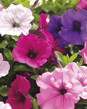 Dwarf Mixed Compact zaden (Petunia hybrida) – eenjarige bloem