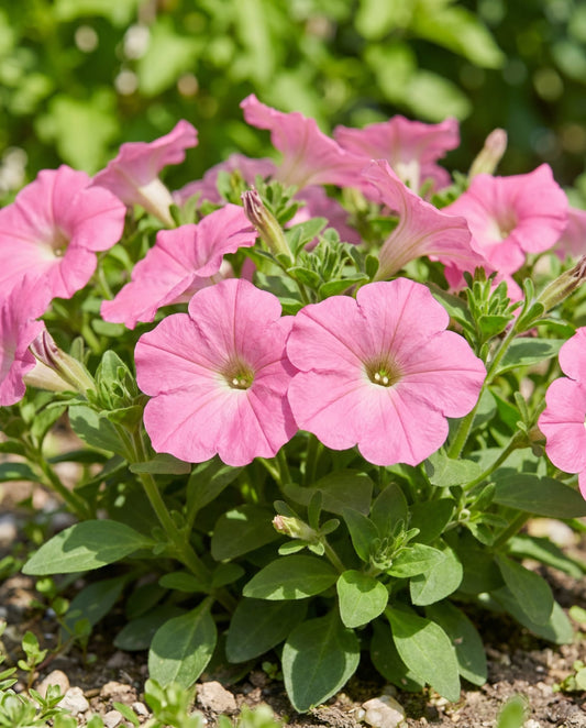 Rose Of Heaven Pink (Petunia hybrida) – eenjarige zaden van SeedsChoice