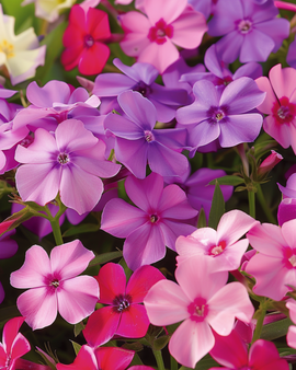 Phloxzaden Beauty gemengd Phlox Drummondii eenjarig