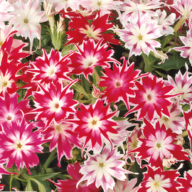 Starphlox-zaden Phlox Drummondii eenjarige mix