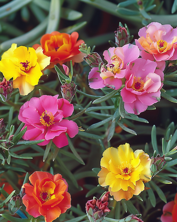 Double Mixed Rock Garden zaden (Portulaca grandiflora) – eenjarige bloem