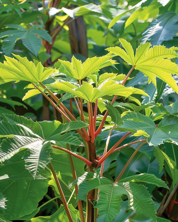 Wonderboom 250 Cm zaden (Ricinus communis) – eenjarige bloem