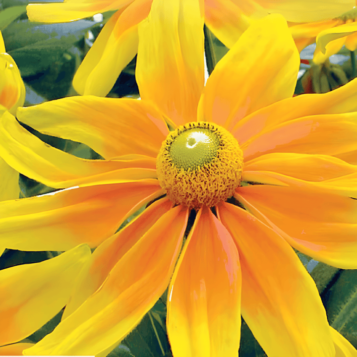 Zonnehoed Prairie Sun zaden (Rudbeckia hirta) – eenjarige bloem