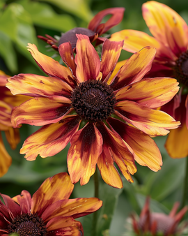 Zonnehoedzaden Sahara Rudbeckia Hirta eenjarige plukbloem