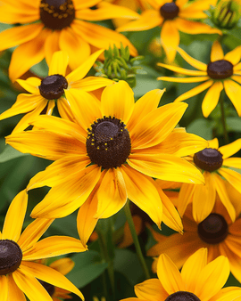 Zonnehoedzaden Gloriosa Daisy Rudbeckia Hirta eenjarig