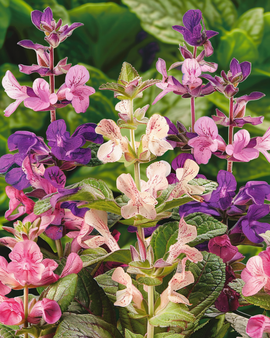 Bonte-saliezaden Salvia Horminum eenjarige snijbloemenmix