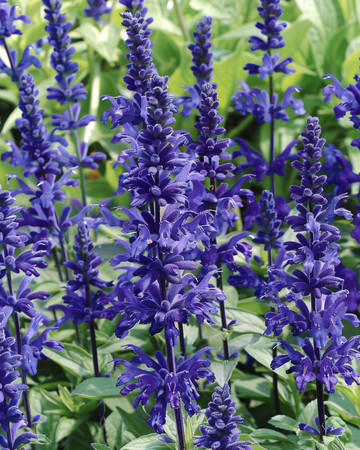 Victoria zaden (Salvia farinacea) – eenjarig