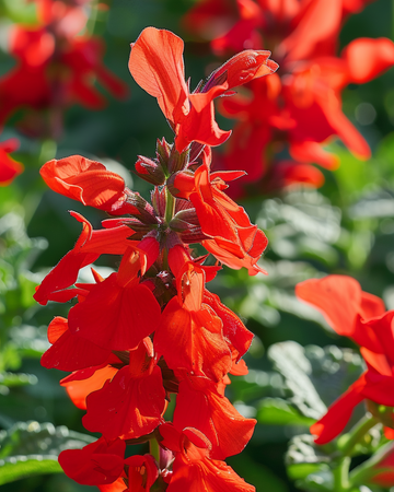 St. John's Fire zaden (Salvia splendens) – eenjarige bloem