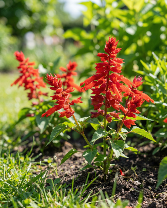 St. John's Fire (Salvia splendens) – eenjarige bloemenzaden van SeedsChoice