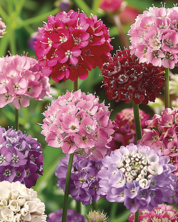 Scabiosa zaden Scabiosa Atropurpurea Annual Mix (Scabiosa atropurpurea) – eenjarige mix