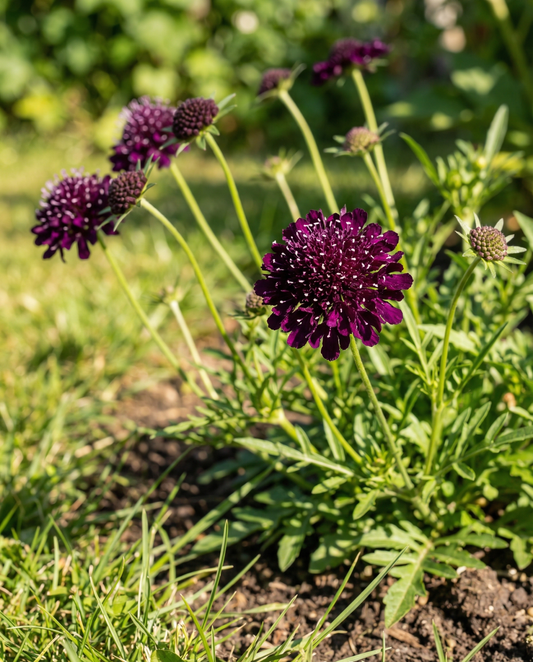Deep Purple Pincushion (Scabiosa atropurpurea) – eenjarige bloemenzaden van SeedsChoice