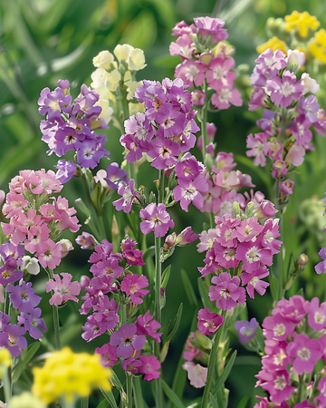 Statice Pacific zaden (Limonium sinuatum) – eenjarig