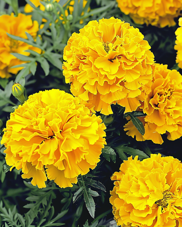 African Marigold Yellow Supreme zaden (Tagetes erecta) – eenjarige bloem