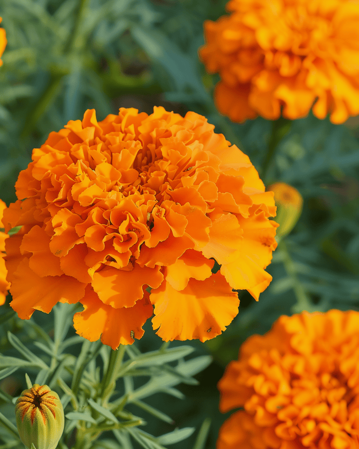 Afrikaanse goudsbloem Hawaii Orange zaden (Tagetes erecta) – eenjarige bloem