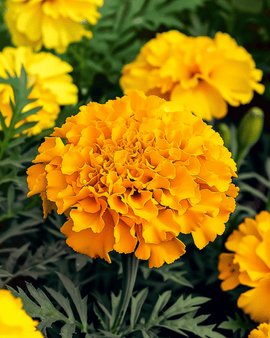 Afrikaantjeszaden Tagetes Erecta eenjarig Maximix-mix 25 cm