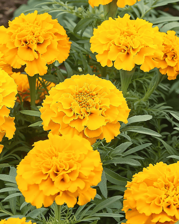 Afrikaanse goudsbloem Golden Age dwerg zaden (Tagetes erecta) – eenjarige bloem