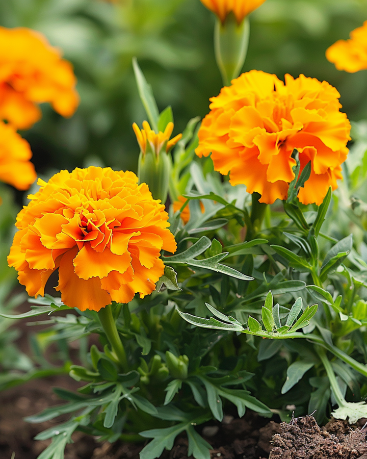 Frans Afrikaantje Petite Orange zaden (Tagetes patula) – eenjarige bloem