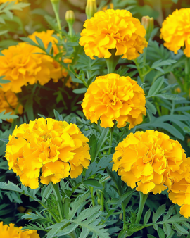 Afrikaantjeszaden Tagetes Patula Petite Yellow eenjarig