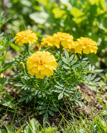Frans Afrikaantje Petite Yellow (Tagetes patula) – eenjarige bloemenzaden van SeedsChoice