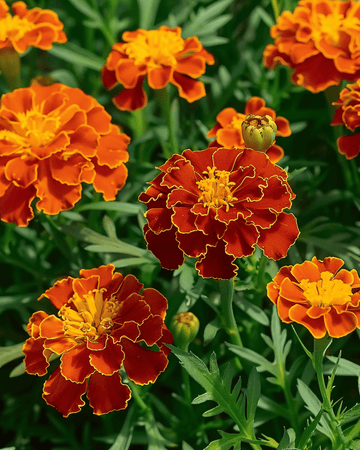 Franse Afrikaantje Carmen zaden (Tagetes patula) – eenjarige bloem