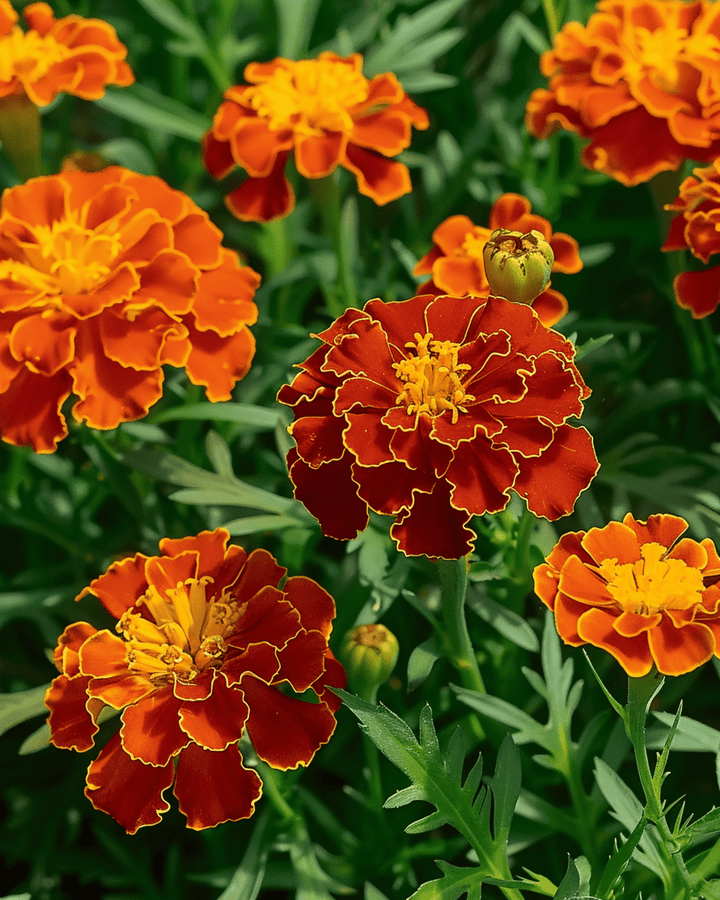Franse Afrikaantje Carmen zaden (Tagetes patula) – eenjarige bloem