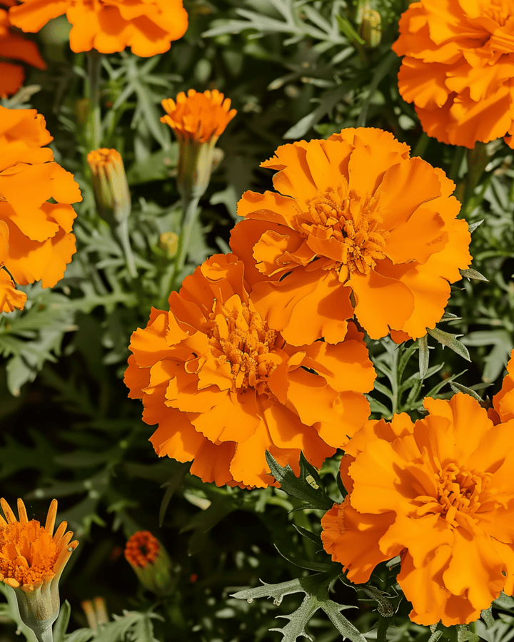 Frans Afrikaantje Tangerine zaden (Tagetes patula) – eenjarige bloem