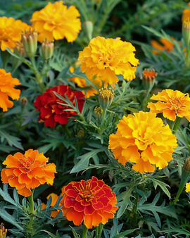 Afrikaantjeszaden Bonita Tagetes Patula eenjarige mix