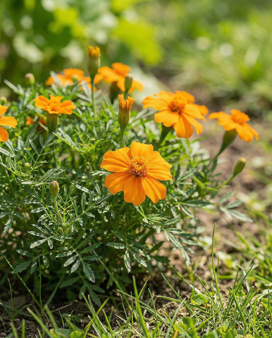 Orange Gem (Tagetes tenuifolia) – eenjarige bloemenzaden van SeedsChoice