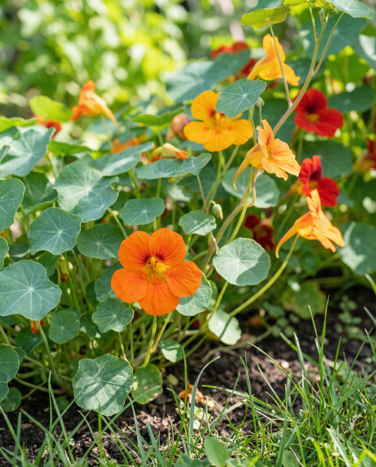 Nasturtium Mixed Single (Tropaeolum majus) – eenjarige bloemenzaden van SeedsChoice