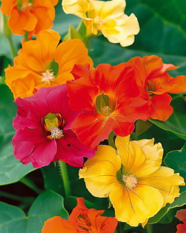Oost-Indische kers zaden Glorious Gleam Tropaeolum Majus eenjarig