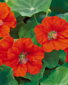 Oost-Indische kers zaden Scarlet Gleam Tropaeolum Majus eenjarige bloem