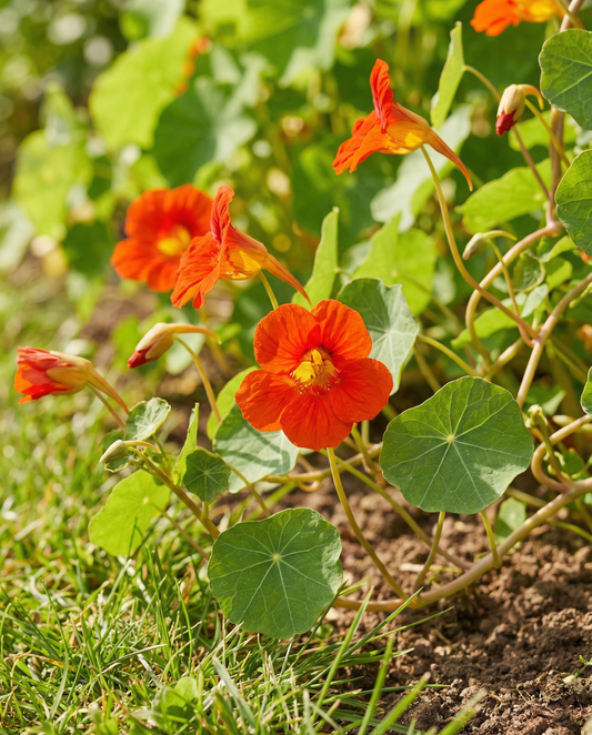 Nasturtium Scarlet Gleam (Tropaeolum majus) – eenjarige bloemenzaden van SeedsChoice
