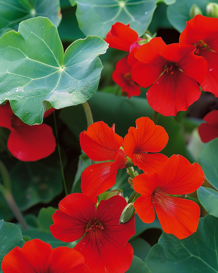 Nasturtium Empress Of India zaden (Tropaeolum majus) – eenjarig