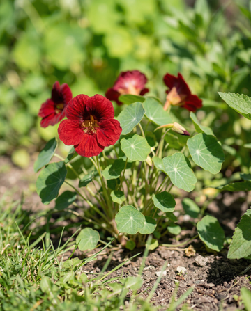 Nasturtium Empress Of India (Tropaeolum majus) – eenjarige zaden van SeedsChoice