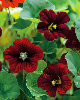 Oost-Indische kers zaden Black Velvet Tropaeolum Majus eenjarige bloem